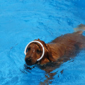 Meet your Posher, Anne marie